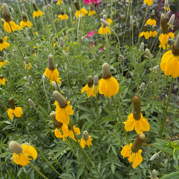 Yellow Prairie Coneflower or Mexican Hat, 100 seeds