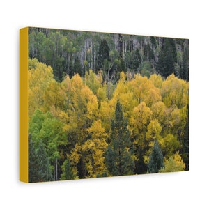 Colorado-espbomen | Mat canvas | Herfstkleuren | 12 x 9 inch