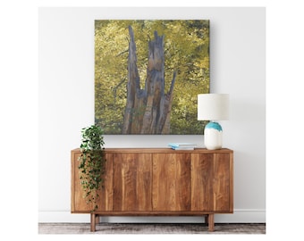 Faces in the Tree - Colorado Fall Colors,  Canvas Wrap