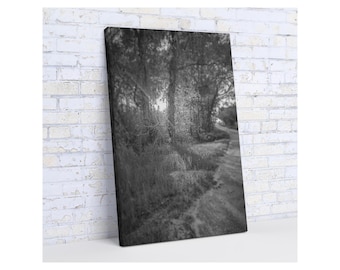 Sun Shining Through Trees - Black and White - Wall Art