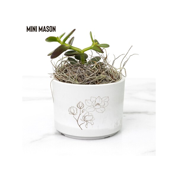 Desk Plant with Magnolia Graphics