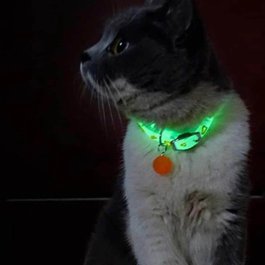 Illuminated cat collar 2025