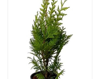 Thuja Arbovitae Green Giant lot of 6 inch pot size