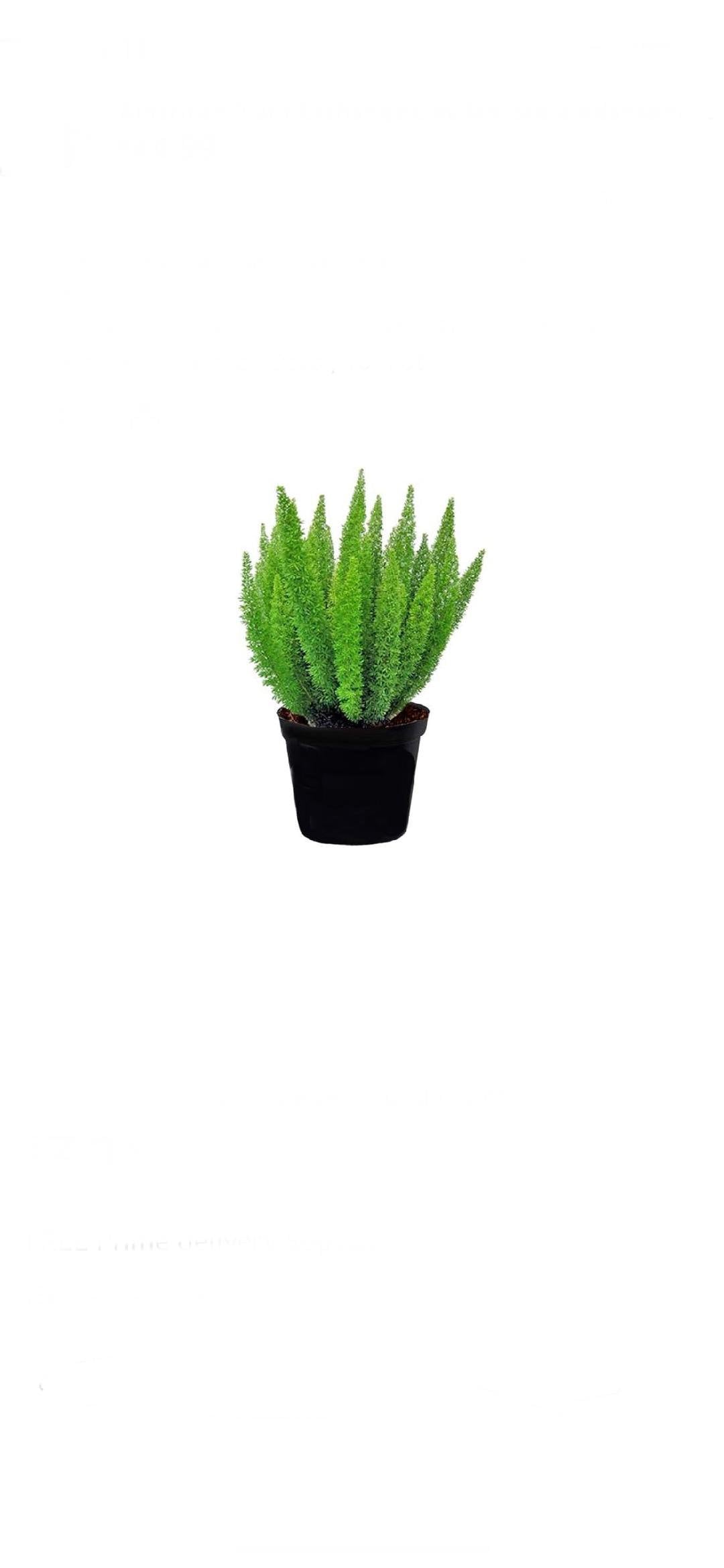 farn substrat Farn-Erde kaufen? ✓ Schnell versandt – Sybotanica main image 0