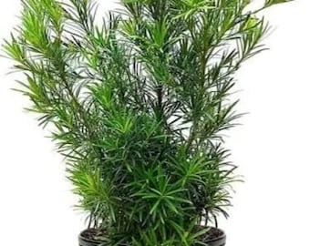 Podocarpus 3 gallon pot 4 ft tall