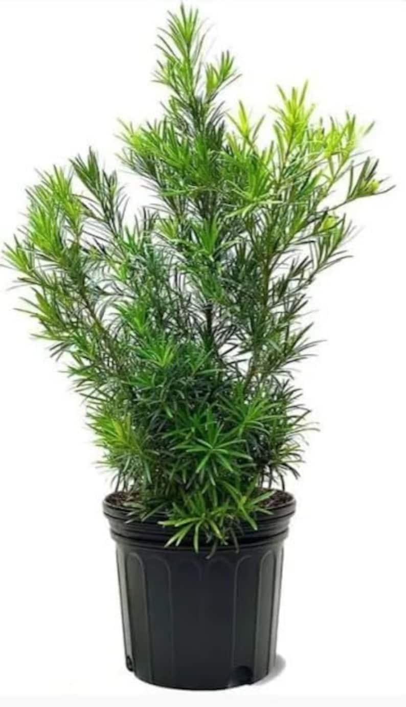 Podocarpus 3 Gallon Pot 4 Ft Tall - Etsy