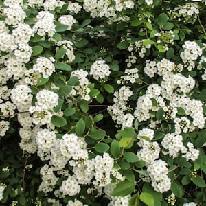 Lantana Trailing white