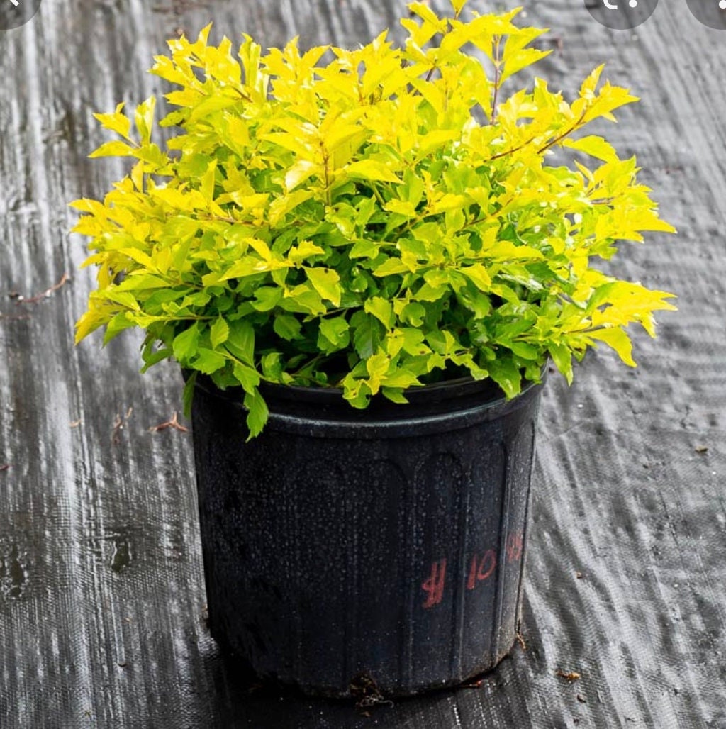 Image of Euonymus Shrub fake plant in bedroom