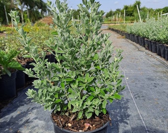 Texas Sage 1 gallon pot