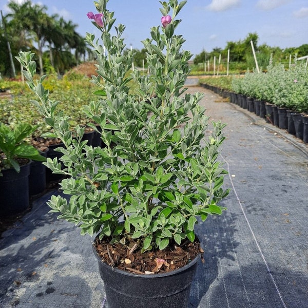 Texas Sage 1 gallon pot