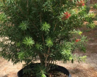 Bottle Brush Red Cluster 3 gallon