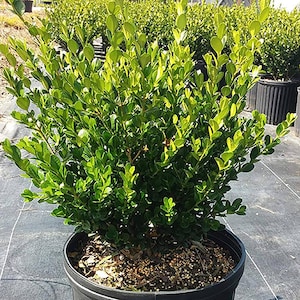 Boxwood Wintergreen
