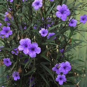 Ruellia Mexican Petunia