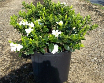 Gardenia White Flowers shrub