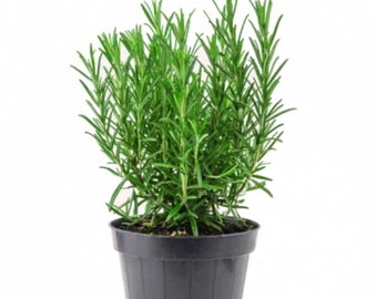 Rosemary Tuscan Blue plant