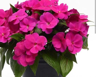 Impatiens della Nuova Guinea, viola, rosse e rosa