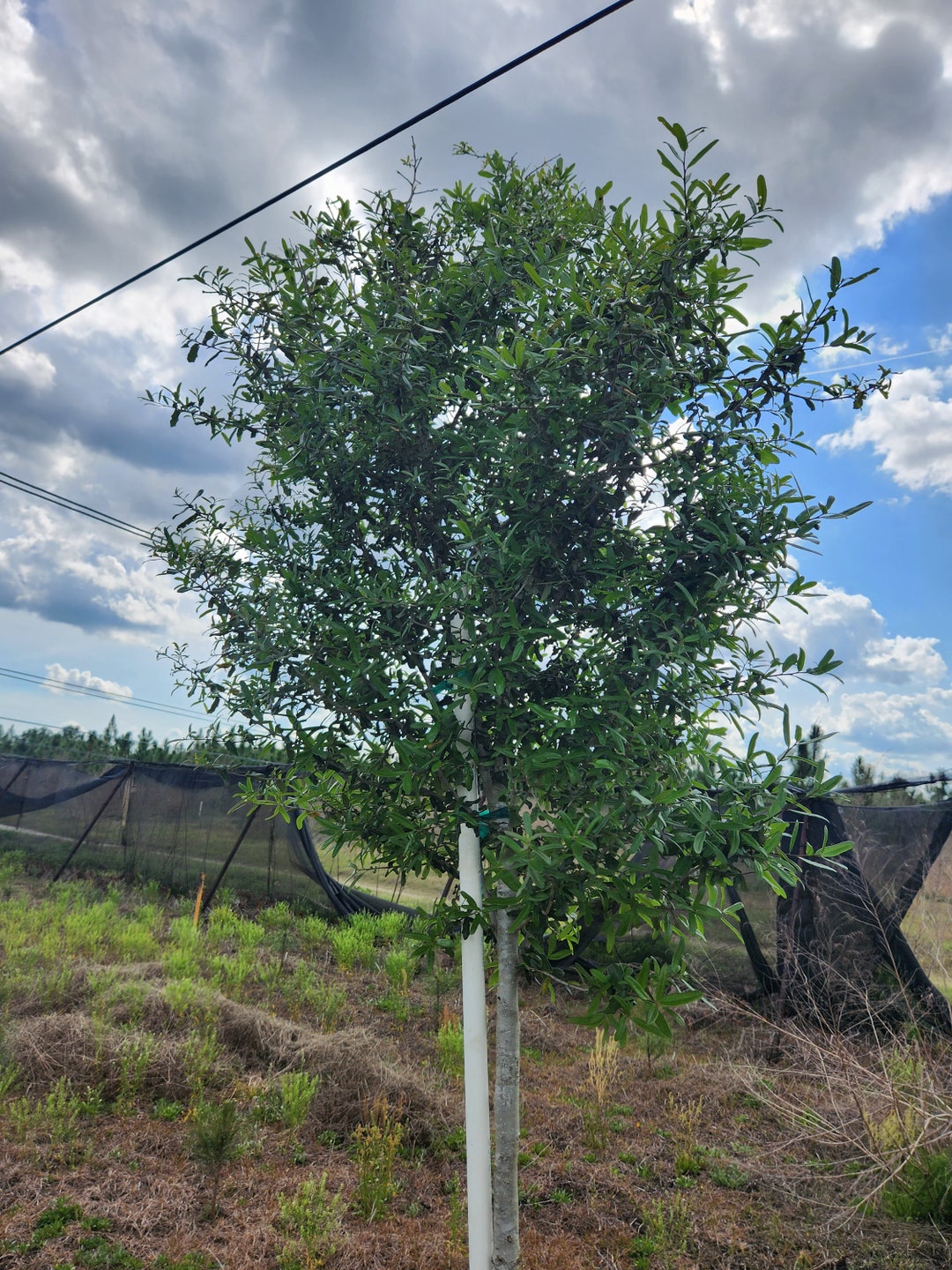 Laurel Oak Tree Etsy