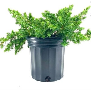 Juniper Blue Pacific Groundcover