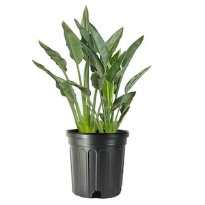 Orange Bird of Paradise 3 gallon pot
