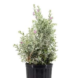 Texas Sage 3 gallon pot by UPlant