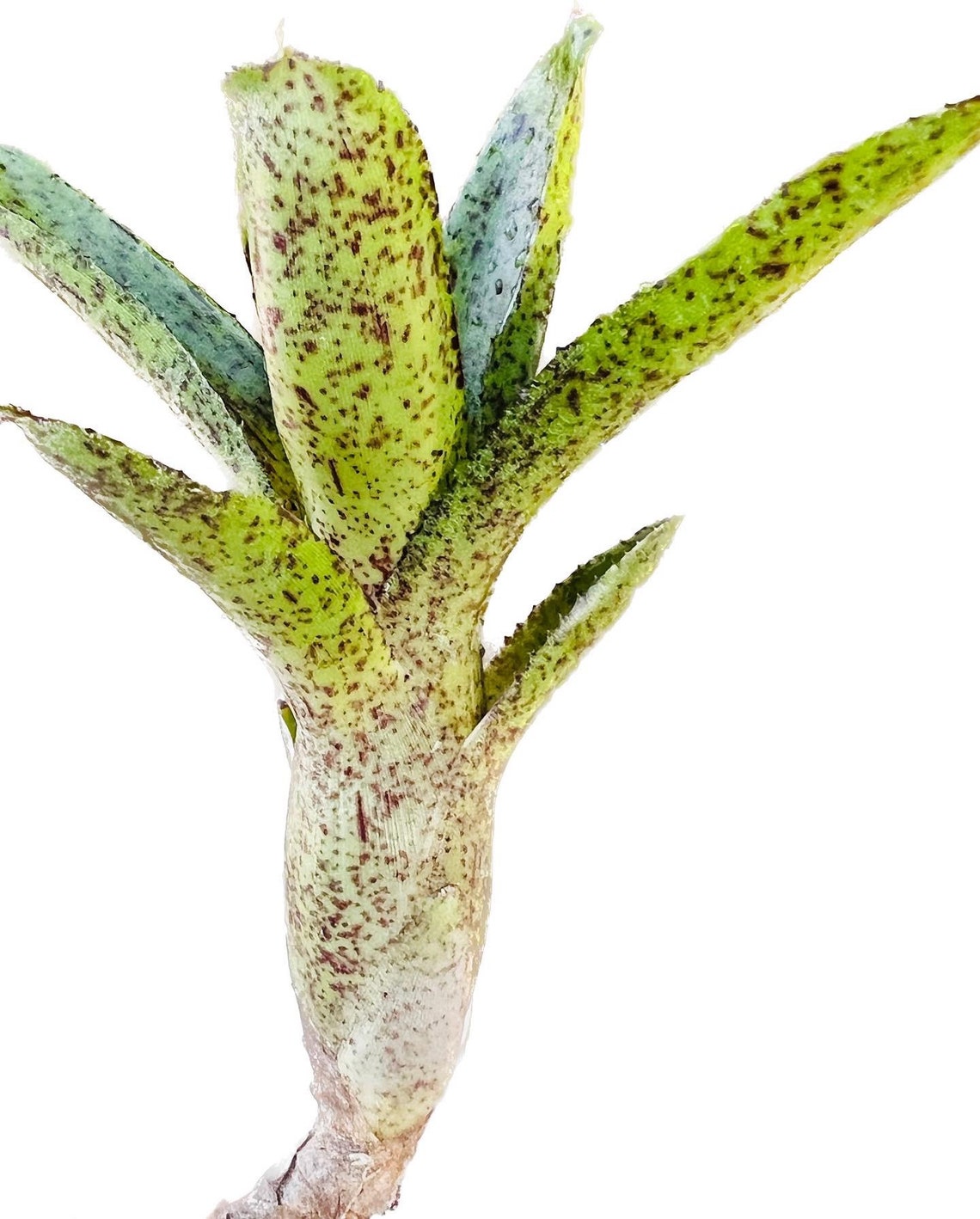 Terrarium Bromeliad Neoregelia Angel Face X. Midget Etsy