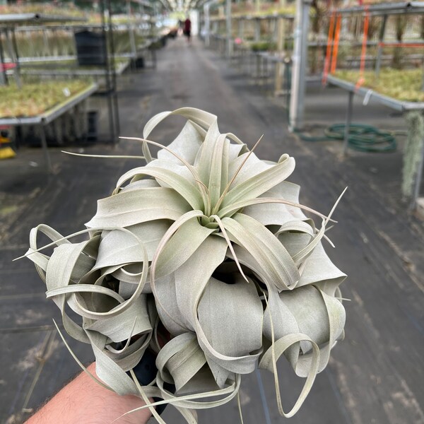 Large Air Plants Etsy