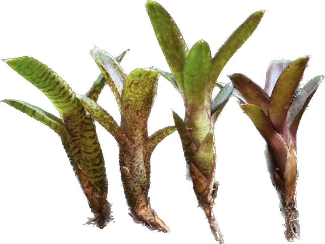 Terrarium Bromeliad Neoregelia Starter Pack Etsy