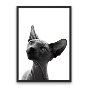 Sphynx Cat Monochrome Home Decor Sphynx Cat Poster Monochrome Cat Wall Art Decor Animal Art Large Poster Sphynx Cat Decor Gift Cat Poster