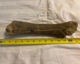 Juvenile Duckbill Dinosaur Femur Leg Section Fossil Dinosaur Bone, Lance Creek Formation, Cretaceous 72- 66 MYO, WY