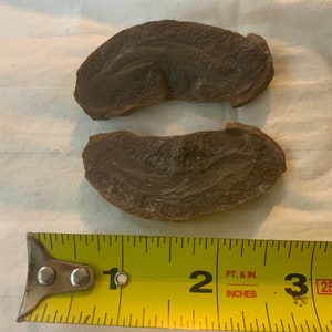 Tullimonstrum gregarium Fossil, (Tully Monster) Braidwood, Ill Penn Per 323 MYO