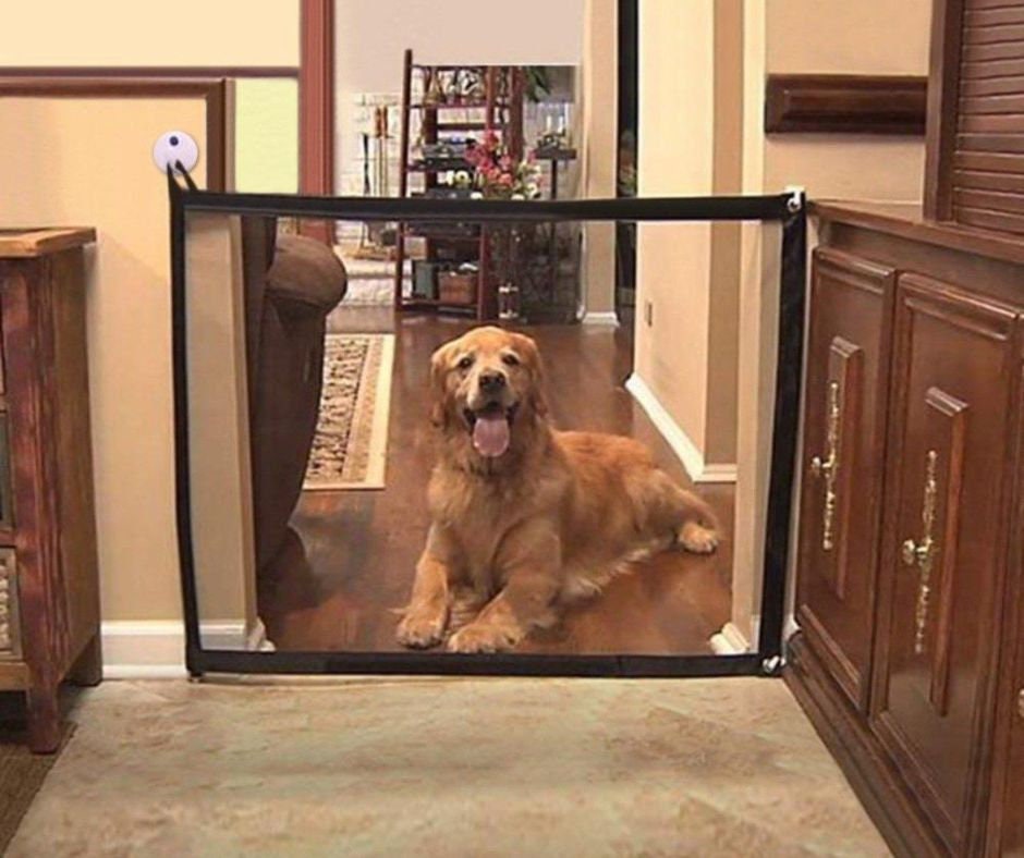 dog separation fence