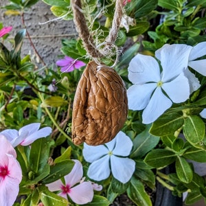Pu&ograve; includere: Un guscio di noce marrone e strutturato appeso a una corda di fibra naturale. La noce &egrave; circondata da un vivace fogliame verde e fiori bianchi e rosa, creando un'estetica naturale e organica.