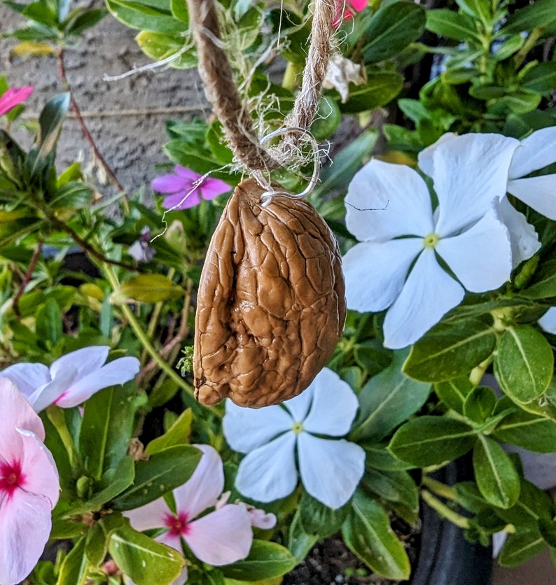 Pu&ograve; includere: Un guscio di noce marrone e strutturato appeso a una corda di fibra naturale. La noce &egrave; circondata da un vivace fogliame verde e fiori bianchi e rosa, creando un'estetica naturale e organica.