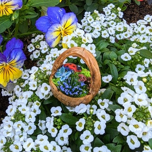 Puede incluir: Una pequeña cesta de madera con una escena de jardín en miniatura, que incluye una mariquita y una mariposa, se encuentra entre flores blancas, hojas verdes y pensamientos azules y amarillos, creando un jardín en miniatura encantador.