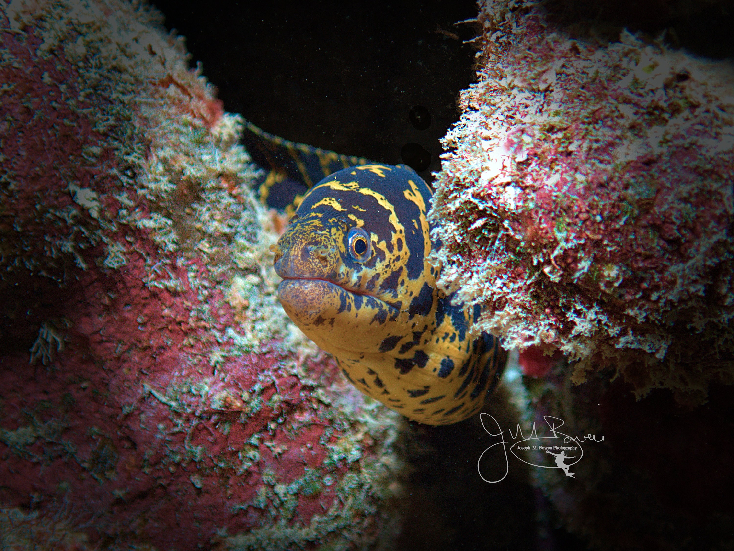 Yellow Moray Eel - Etsy