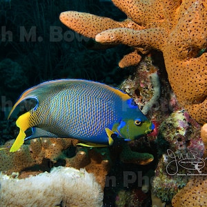 May include: A blue and yellow angelfish swims near a large orange coral. The fish has a blue body with yellow fins and a black stripe around its eye.