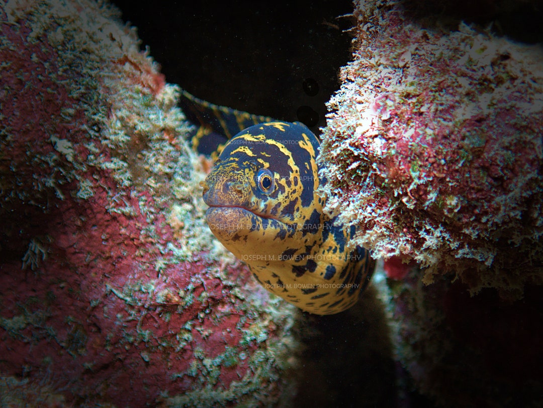 Chainlink Moray Eel Portrait Bonaire Digital Photograph Etsy