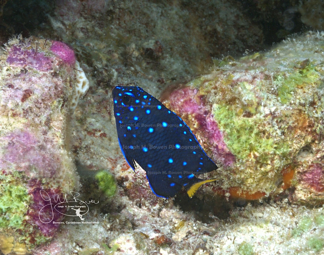 Juvenile Yellowtail Damselfish Portrait, Bonaire Photograph - Etsy