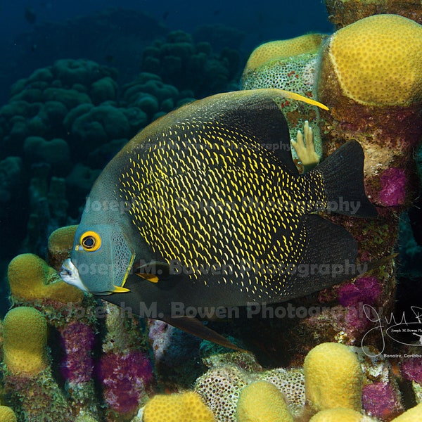 French Angelfish, Bonaire Photograph