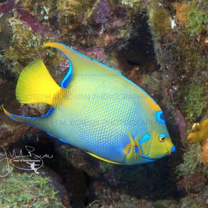 May include: A blue and yellow angelfish with a black spot near its eye swims near a coral reef. The fish has a bright yellow tail and blue and yellow stripes on its body.