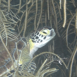 May include: A green sea turtle with a brown shell is partially hidden in a bed of brown seaweed. The turtle's eye is visible, and it appears to be looking to the right.