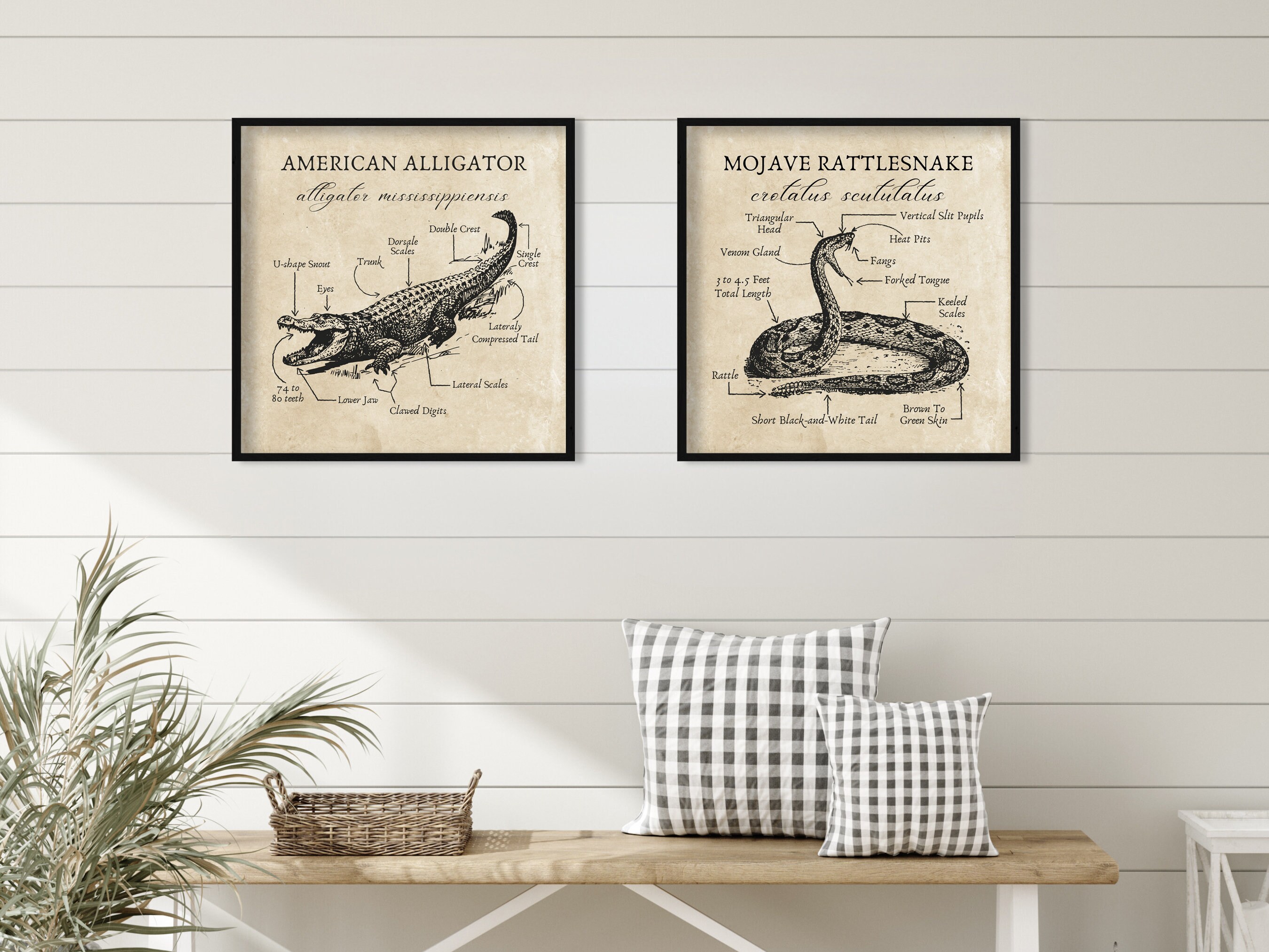 Impression d'art vintage western cowgirl équitation alligator