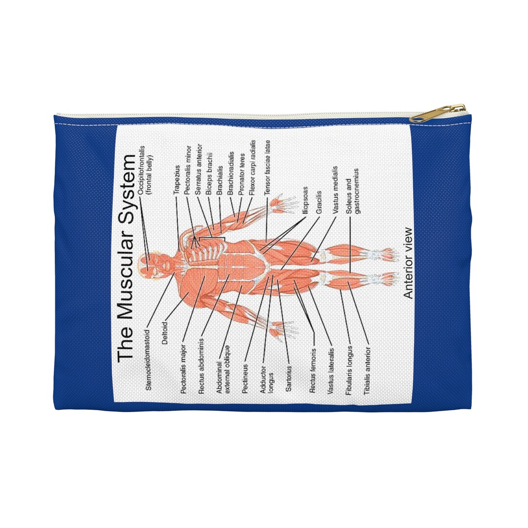 Muscular System Pencil Pouch With Muscle Names, Muscle Anatomy School ...
