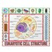 Cell Structure Puzzle, Science Puzzles, Cell Biology Puzzles ...