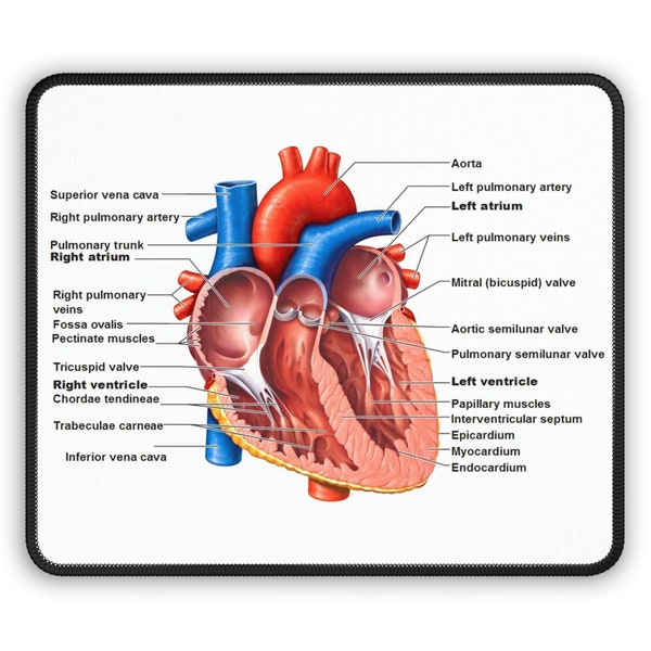 Human Heart mouse pad for nurses, echotechs, and biology students; Anatomical heart mouse pad science gift; Gaming mouse pad with heart gift