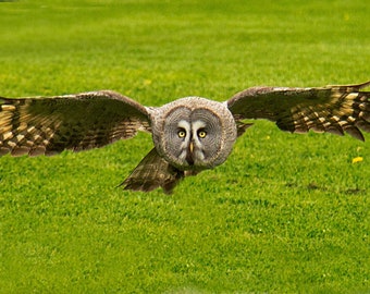 Owl on hunt.