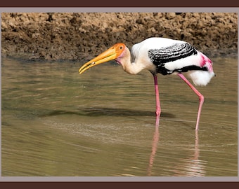 Painted stork