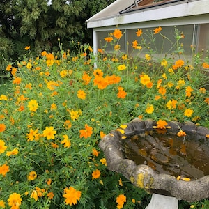 Sulfur Cosmos Seeds, Yellow-Orange Flowers, Easy Grow (50+ Seeds)