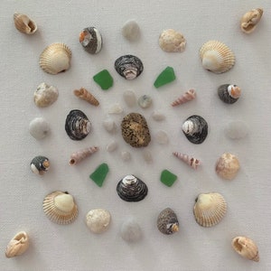 Peut inclure: Un fond blanc avec une disposition symétrique de coquillages, de pierres et de morceaux de verre. Les coquillages sont de formes et de tailles variées, notamment des coquilles Saint-Jacques, des conques et des huîtres. Les pierres sont blanches et grises, et les morceaux de verre sont verts.