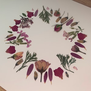 Herbarium: frame of dried flowers and leaves